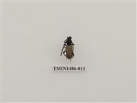 藏品(天牛科(五)泰國)的圖片